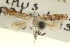  ( - CNCLEP00099026)  @13 [ ] CreativeCommons - Attribution (2013) CNC/CBG Photography Group Centre for Biodiversity Genomics