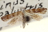  ( - CNCLEP00099028)  @13 [ ] CreativeCommons - Attribution (2013) CNC/CBG Photography Group Centre for Biodiversity Genomics