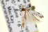  ( - CNCLEP00099058)  @11 [ ] CreativeCommons - Attribution (2013) CNC/CBG Photography Group Centre for Biodiversity Genomics