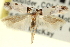  ( - CNCLEP00099060)  @11 [ ] CreativeCommons - Attribution (2013) CNC/CBG Photography Group Centre for Biodiversity Genomics
