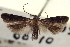  ( - CNCLEP00099093)  @11 [ ] CreativeCommons - Attribution (2013) CNC/CBG Photography Group Centre for Biodiversity Genomics