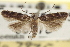  ( - CNCLEP00099095)  @13 [ ] CreativeCommons - Attribution (2013) CNC/CBG Photography Group Centre for Biodiversity Genomics