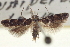  ( - CNCLEP00099096)  @11 [ ] CreativeCommons - Attribution (2013) CNC/CBG Photography Group Centre for Biodiversity Genomics
