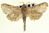  ( - CNCLEP00100066)  @11 [ ] CreativeCommons - Attribution (2012) CNC/CBG Photography Group Centre for Biodiversity Genomics