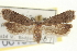  ( - CNCLEP00100140)  @11 [ ] CreativeCommons - Attribution (2013) CNC/CBG Photography Group Centre for Biodiversity Genomics