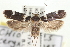  (Chionodes ceryx - CNCLEP00100151)  @14 [ ] CreativeCommons - Attribution (2013) CNC/CBG Photography Group Centre for Biodiversity Genomics