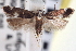  (Chionodes donatella - CNCLEP00100156)  @14 [ ] CreativeCommons - Attribution (2013) CNC/CBG Photography Group Centre for Biodiversity Genomics