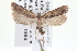  ( - CNCLEP00100170)  @11 [ ] CreativeCommons - Attribution (2013) CNC/CBG Photography Group Centre for Biodiversity Genomics