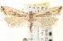  ( - CNCLEP00100175)  @14 [ ] CreativeCommons - Attribution (2013) CNC/CBG Photography Group Centre for Biodiversity Genomics