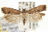  ( - CNCLEP00100179)  @14 [ ] CreativeCommons - Attribution (2013) CNC/CBG Photography Group Centre for Biodiversity Genomics