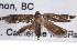 ( - CNCLEP00100190)  @11 [ ] CreativeCommons - Attribution (2013) CNC/CBG Photography Group Centre for Biodiversity Genomics