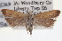  ( - CNCLEP00100192)  @14 [ ] CreativeCommons - Attribution (2013) CNC/CBG Photography Group Centre for Biodiversity Genomics