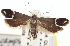  ( - CNCLEP00100195)  @14 [ ] CreativeCommons - Attribution (2013) CNC/CBG Photography Group Centre for Biodiversity Genomics