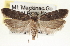  ( - CNCLEP00100217)  @15 [ ] CreativeCommons - Attribution (2013) CNC/CBG Photography Group Centre for Biodiversity Genomics