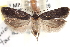  ( - CNCLEP00100223)  @13 [ ] CreativeCommons - Attribution (2013) CNC/CBG Photography Group Centre for Biodiversity Genomics