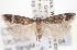  ( - CNCLEP00100225)  @14 [ ] CreativeCommons - Attribution (2013) CNC/CBG Photography Group Centre for Biodiversity Genomics