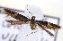  ( - CNCLEP00100236)  @11 [ ] CreativeCommons - Attribution (2013) CNC/CBG Photography Group Centre for Biodiversity Genomics