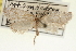  (Greya solenobiella - CNCLEP00100264)  @14 [ ] CreativeCommons - Attribution (2013) CNC/CBG Photography Group Centre for Biodiversity Genomics