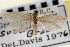  ( - CNCLEP00100269)  @11 [ ] CreativeCommons - Attribution (2013) CNC/CBG Photography Group Centre for Biodiversity Genomics