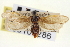  ( - CNCLEP00100286)  @11 [ ] CreativeCommons - Attribution (2013) CNC/CBG Photography Group Centre for Biodiversity Genomics