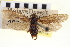  ( - CNCLEP00100287)  @11 [ ] CreativeCommons - Attribution (2013) CNC/CBG Photography Group Centre for Biodiversity Genomics