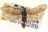  ( - CNCLEP00100289)  @11 [ ] CreativeCommons - Attribution (2013) CNC/CBG Photography Group Centre for Biodiversity Genomics