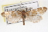  ( - CNCLEP00100295)  @11 [ ] CreativeCommons - Attribution (2013) CNC/CBG Photography Group Centre for Biodiversity Genomics