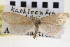  ( - CNCLEP00100303)  @11 [ ] CreativeCommons - Attribution (2013) CNC/CBG Photography Group Centre for Biodiversity Genomics