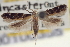  ( - CNCLEP00100355)  @11 [ ] CreativeCommons - Attribution (2013) CNC/CBG Photography Group Centre for Biodiversity Genomics