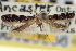  ( - CNCLEP00100356)  @11 [ ] CreativeCommons - Attribution (2013) CNC/CBG Photography Group Centre for Biodiversity Genomics