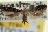 ( - CNCLEP00100359)  @11 [ ] CreativeCommons - Attribution (2013) CNC/CBG Photography Group Centre for Biodiversity Genomics