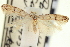  ( - CNCLEP00100373)  @11 [ ] CreativeCommons - Attribution (2013) CNC/CBG Photography Group Centre for Biodiversity Genomics
