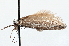 ( - CNCLEP00100462)  @11 [ ] CreativeCommons - Attribution (2013) CNC/CBG Photography Group Centre for Biodiversity Genomics