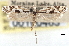  ( - CNCLEP00100463)  @11 [ ] CreativeCommons - Attribution (2013) CNC/CBG Photography Group Centre for Biodiversity Genomics
