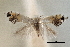  ( - CNCLEP00100498)  @11 [ ] CreativeCommons - Attribution (2013) CNC/CBG Photography Group Centre for Biodiversity Genomics