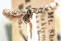  ( - CNCLEP00100528)  @11 [ ] CreativeCommons - Attribution (2013) CNC/CBG Photography Group Centre for Biodiversity Genomics