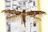  (Oinophila v-flava - CNCLEP00100546)  @14 [ ] CreativeCommons - Attribution (2013) CNC/CBG Photography Group Centre for Biodiversity Genomics