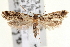  ( - CNCLEP00100563)  @11 [ ] CreativeCommons - Attribution (2013) CNC/CBG Photography Group Centre for Biodiversity Genomics