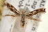  ( - CNCLEP00100584)  @13 [ ] CreativeCommons - Attribution (2013) CNC/CBG Photography Group Centre for Biodiversity Genomics