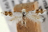  ( - CNCLEP00100588)  @11 [ ] CreativeCommons - Attribution (2013) CNC/CBG Photography Group Centre for Biodiversity Genomics