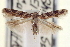  ( - CNCLEP00100667)  @11 [ ] CreativeCommons - Attribution (2013) CNC/CBG Photography Group Centre for Biodiversity Genomics