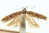 (Scrobipalpa consueta - CNCLEP00100782)  @11 [ ] CreativeCommons - Attribution (2013) CNC/CBG Photography Group Centre for Biodiversity Genomics