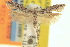  ( - CNCLEP00100817)  @11 [ ] CreativeCommons - Attribution (2013) CNC/CBG Photography Group Centre for Biodiversity Genomics