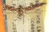  ( - CNCLEP00100818)  @11 [ ] CreativeCommons - Attribution (2013) CNC/CBG Photography Group Centre for Biodiversity Genomics