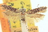  ( - CNCLEP00100822)  @11 [ ] CreativeCommons - Attribution (2013) CNC/CBG Photography Group Centre for Biodiversity Genomics