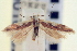  ( - CNCLEP00100823)  @11 [ ] CreativeCommons - Attribution (2013) CNC/CBG Photography Group Centre for Biodiversity Genomics