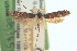  ( - CNCLEP00100825)  @11 [ ] CreativeCommons - Attribution (2013) CNC/CBG Photography Group Centre for Biodiversity Genomics