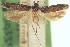  ( - CNCLEP00100826)  @11 [ ] CreativeCommons - Attribution (2013) CNC/CBG Photography Group Centre for Biodiversity Genomics
