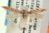 ( - CNCLEP00100832)  @11 [ ] CreativeCommons - Attribution (2013) CNC/CBG Photography Group Centre for Biodiversity Genomics