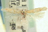  ( - CNCLEP00100838)  @11 [ ] CreativeCommons - Attribution (2013) CNC/CBG Photography Group Centre for Biodiversity Genomics
